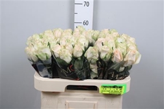 R Gr Wedding Rose 60cm