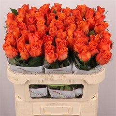 R Gr Orange Wave