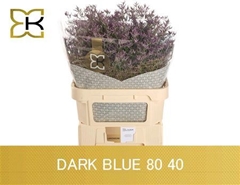 Lim Saf Dark Blue