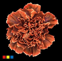 Dianthus St Gothic Orange