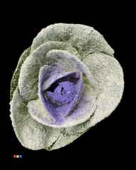 Brassica Marshmallow Milka