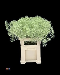 Gyps Colortreated 80cm