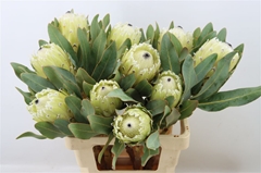 Protea Barbigera Ice Quee 40cm
