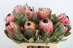 Protea Barbigera 50cm