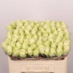 R Gr Athena 50cm