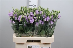 Eus E Piccolo Lavender 70cm