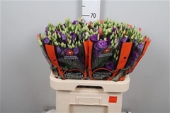 Eust G Rosita Blue 70cm