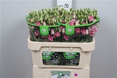 Eust G Rosita Rose P 70cm