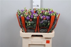 Eus G Corelli Lavend 70cm