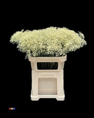 Gyps Colortreated 80cm