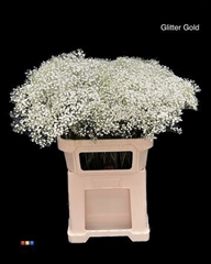 Gyps Colortreated 80cm