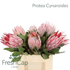 Protea Cynaroides 40cm