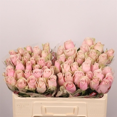 R Gr Pink Athena 50cm