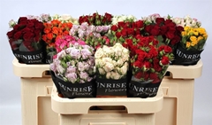 R Tr Mixed In Box 60cm 55+