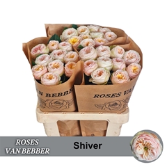 R Gr Shiver! 60cm