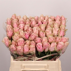 R Gr Pink Athena 40cm