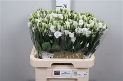 Eust E Piccolo White 70cm
