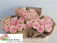 R Gr Lady Jane 60cm