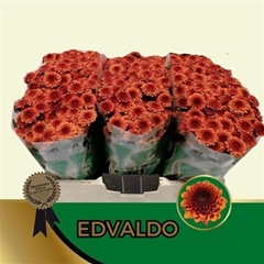 Chr S Aaa Edvaldo