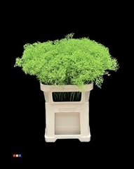 Gyps Million Star Green