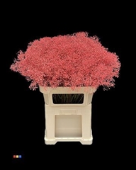 Gyps Colortreated 80cm
