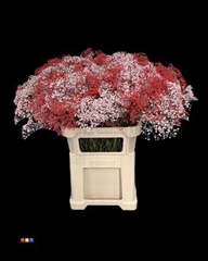Gyps Colortreated 80cm