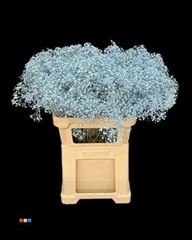 Gyps Colortreated 80cm