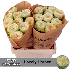 R Gr Lovely Harper! 60cm