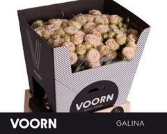 R Tr Galina 70cm 55+