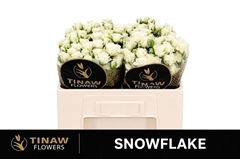 R Tr Snowflake 50cm 55+