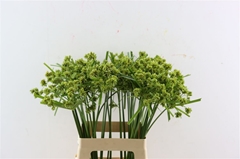 Cyperus Glaber 65cm