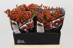 Rozenbottel Autumn Rosefruits Oranj 40cm