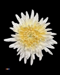 Chr G Marshmallow Yellow