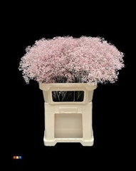 Gyps Colortreated 80cm