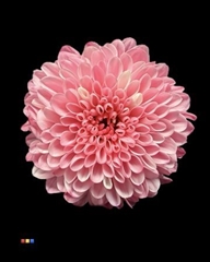 Chr San Colortreated 55cm