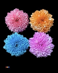 Chr San Colortreated 55cm