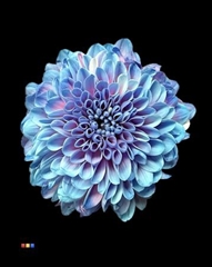Chr San Colortreated 55cm