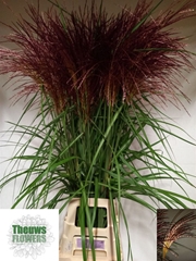 Misc Sinensis Ov 100cm