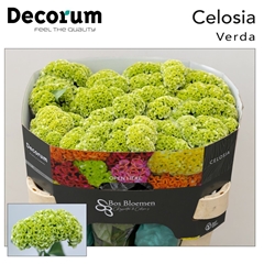 Cel Act Verda 72cm
