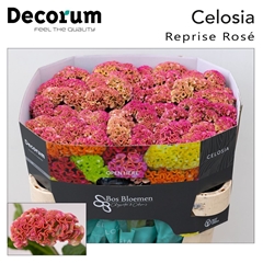 Cel C Reprise Rose 72cm