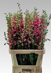 Delph Aj Rose 90cm 23