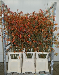 Rosa (ROZEBOTTEL) 180cm