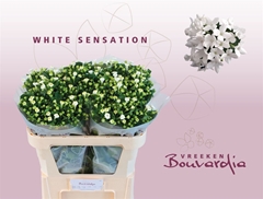 Bou En Whi Sensation