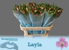 Alstr Layla 60gr