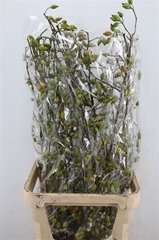 Rosa (ROZEBOTTEL) 100cm