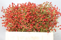 Rosa Prinsberry Red 35cm
