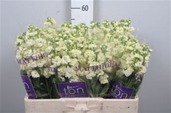 Matth Stx Yellow 55cm 23