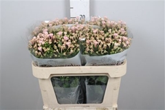 Bou En Sweet Jewel 70cm