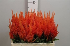 Cel P Apricot Brandy 65cm