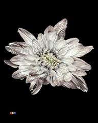 Chr T 2 Kl Baltica Grey